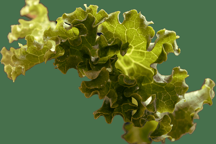 Japan Burger Cournonterral