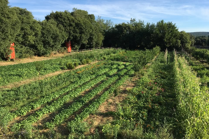 Guinguette à la ferme
