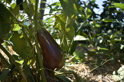 Le Potager du Vidourle