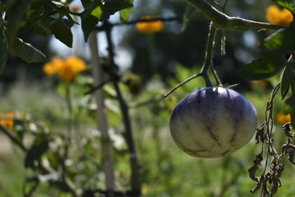 Le Potager du Vidourle