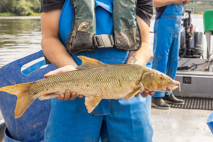 Les Pêcheries Ligériennes / La Cabane à Matelot : restaurant - boutique - balades en bateau - cours de cuisine - traiteur