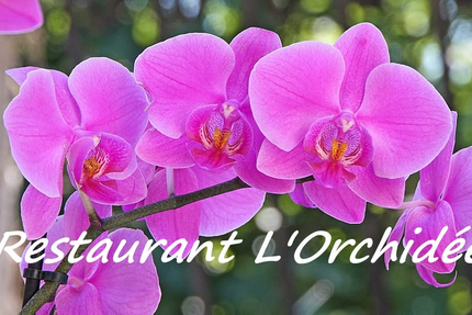 L' Orchidée