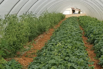 Ferme auberge - Un Gout de Nature - Masnet Nathalie