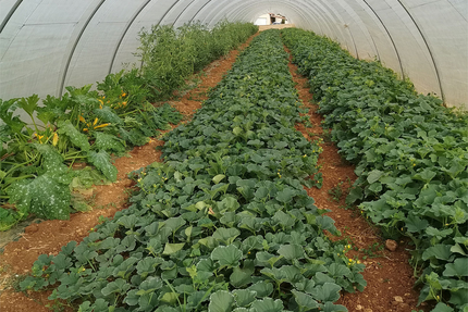 Ferme auberge - Un Gout de Nature - Masnet Nathalie