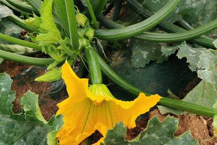 Ferme auberge - Un Gout de Nature - Masnet Nathalie