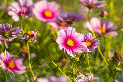 Restaurant Les Jardiniers - Chef Martin Bolaers