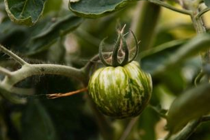 Restaurant Cambrousse