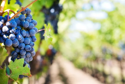 La Rapugue | Wine Bar