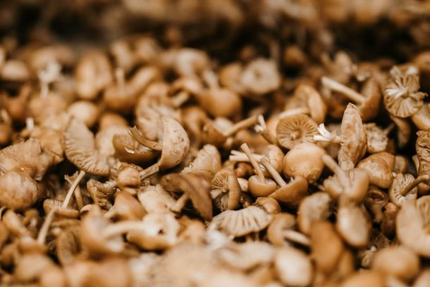 Le Jardin des Saveurs - Restaurant Landerneau