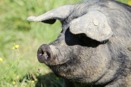 La Maison Lacube éleveurs