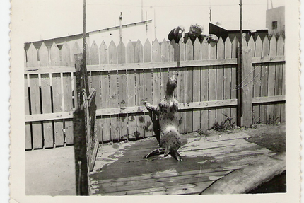 Loulou Côte Sauvage