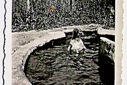 Loulou Côte Sauvage