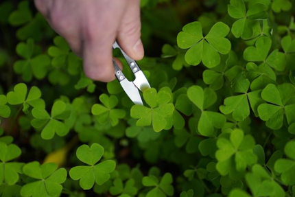 Restaurant L'Herboriste
