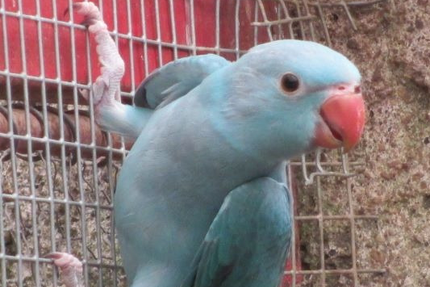 Ferme Animalière De Bellevue