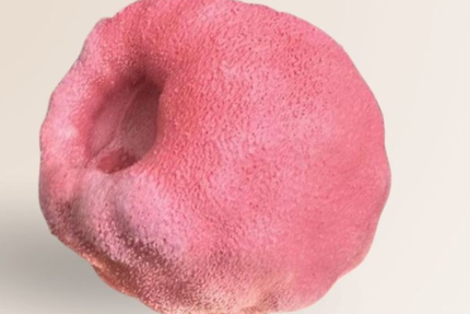 L’inédit Bordeaux