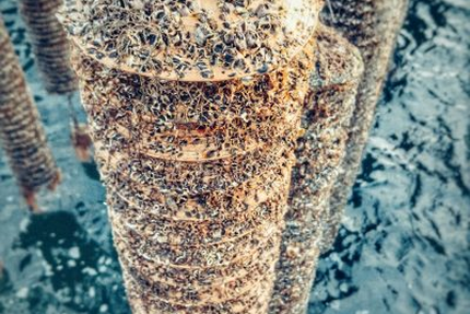 Le Cercle des Huîtres