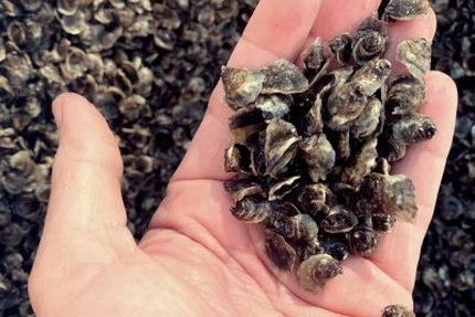 Le Cercle des Huîtres