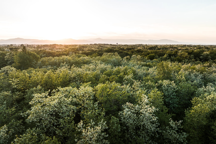 Le Brazer'o, bar et restaurant de plage