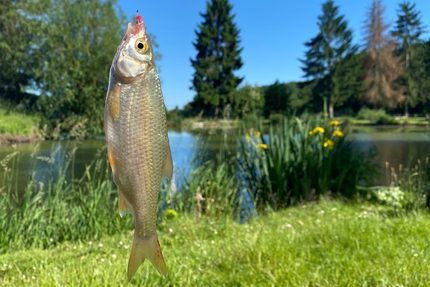 Etangs de pêche et Restaurant du Saut Du Loup