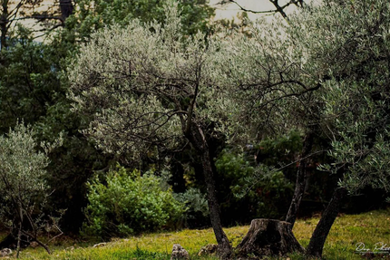 Les Oliviers