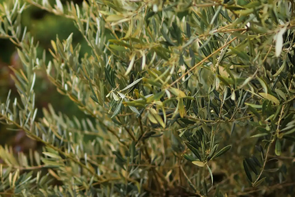 Les Jardins du Lavoir