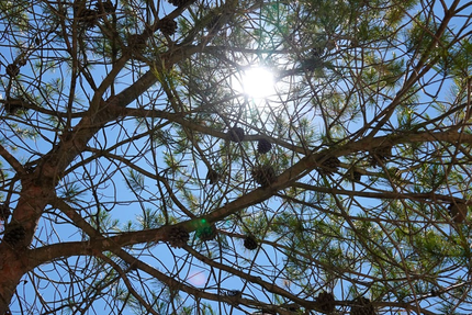 La Guinguette des Amoureux