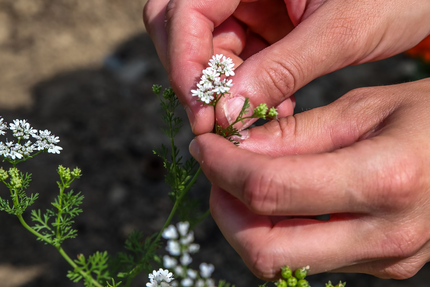 CUEILLETTE RESTAURANT