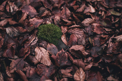 Restaurant Frankenbourg