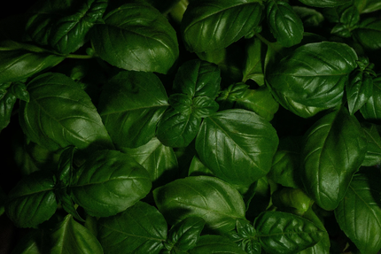 Basilic