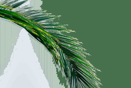 Tajinier Tarbes Odos