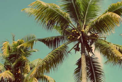 Les saveurs D'ailleurs