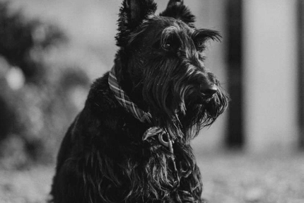 CLOVIS & BASINA | Restaurant à Crillon Le Brave