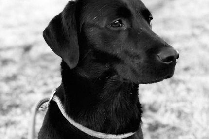 CLOVIS & BASINA | Restaurant à Crillon Le Brave