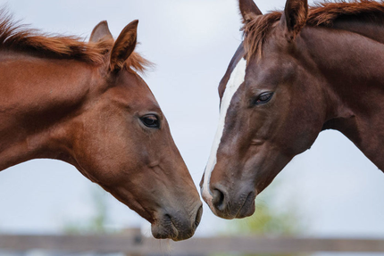 Bo Ranch • Restaurant • Site Evenementiel
