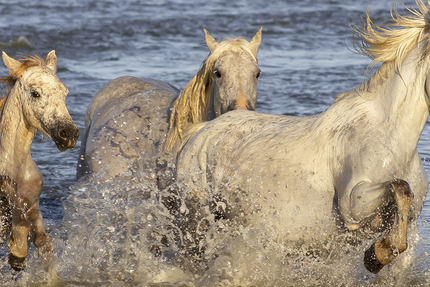 Restaurant LA CAMARGUE