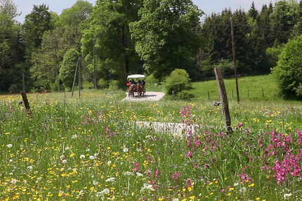 Les Calèches du Saut du Doubs