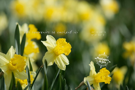 Les Tables d'Highlands