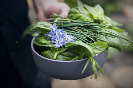 Papilles en herbes