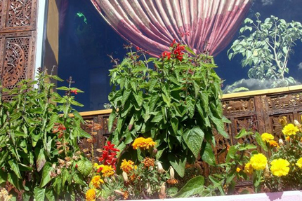 Le jardin d'Himalaya