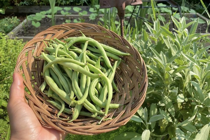 La Faim des haricots