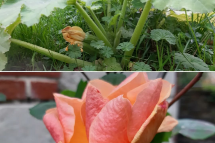 A table chez Mili, restaurant traditionnel à Epiré