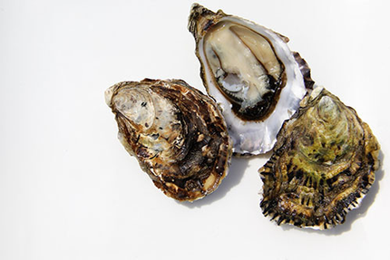 La Ferme des Baleines