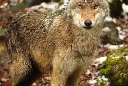 Snack La maison des loups