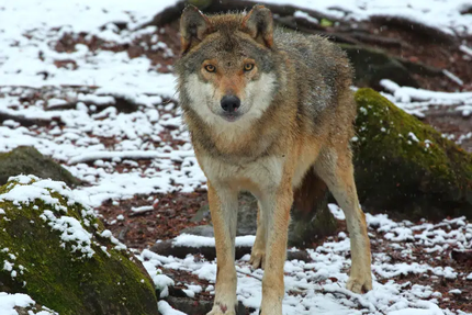 Snack La maison des loups