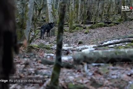 Snack La maison des loups