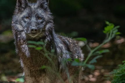 Snack La maison des loups
