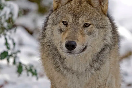 Snack La maison des loups
