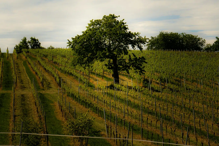 Auberge du Pont des Samsons
