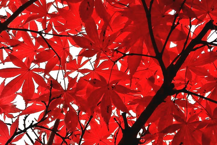 Bar Restaurant La Belle Equipe (OFFICIEL)