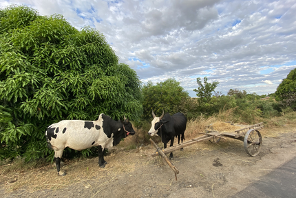 Riviere Salée Restaurant-Boutique authentique